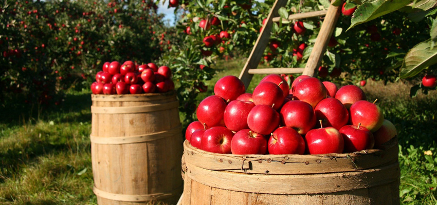 apple basket