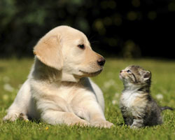 Katze und Hund